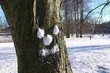 Przed nami śnieżny i mroźny dzień