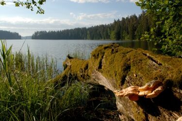 Zostań fanem leśnych wypraw. Z pierwszym dniem wiosny rusza kampania edukacyjna