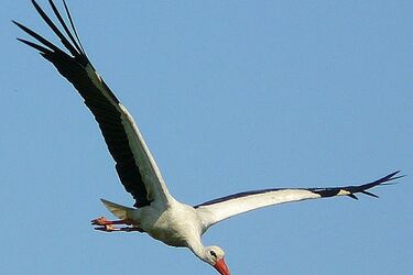 Nie wiesz, jak pomóc marznącym bocianom? Zadzwoń na infolinię