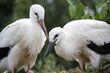 Ile bocianów żyje w Podlaskiem? Wspólnie policzmy
