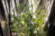 Plantacja marihuany rosła na strychu