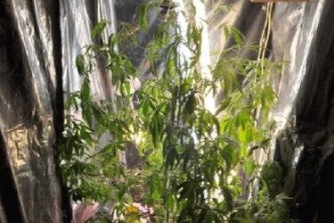 Plantacja marihuany rosła na strychu