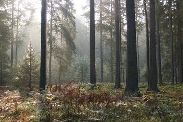 Puszcza Białowieska w filmie 3D