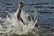 Kolejny tragiczny finał letniej kąpieli. Utonął 36-latek