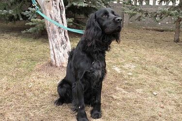 Te psy szukają domu. Akcja adopcyjna białostockiego schroniska