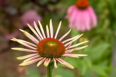 Pogoda na dziś: cieplej, z przelotnymi opadami