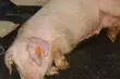 Afrykański pomór świń - groźny wirus zagraża Podlasiu