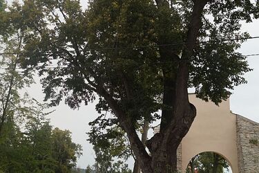 Białystok w akcji "Drzewa Sobieskiego". Poszukujemy najstarszych okazów