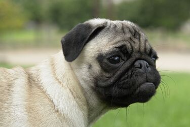 W Białymstoku odbywa się wystawa psów rasowych