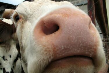 Kilkusetkilogramowy byk  wpadł do piwnicy. Pomogli strażacy