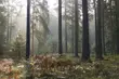 Pierwsza międzynarodowa szkoła letnia w Puszczy Białowieskiej