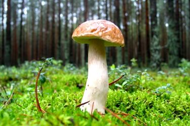 Czas na wielkie grzybobranie! Święto Grzyba w Michałowie