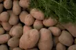 Święto Ziemniaka i Dzień Kukurydzy, czyli festyny w regionie
