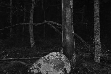 Wysmakowane fotografie Puszczy Białowieskiej. Spotkanie z autorem