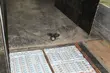 Nielegalne papierosy ukryte w podłodze naczepy. Celnikom pomógł pies