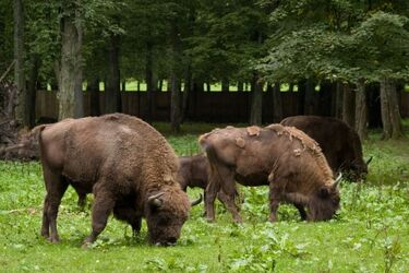  Łosie, jelenie i dziki w nowej auli UwB