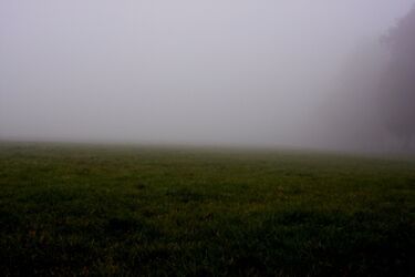 W poszukiwaniu czterolistnej koniczyny. Bezpłatne warsztaty na łące