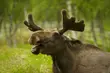 Podlascy rolnicy otrzymali pieniądze za szkody wyrządzone przez łosie