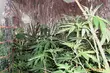 Policja zlikwidowała dwie plantacje konopii. Czterech mężczyzn zatrzymanych