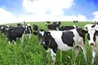 Aż 10 nagród dla podlaskiego przedsiębiorstwa