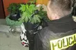 Mieli ponad 100 krzaków marihuany. Małżeństwo stanie przed sądem