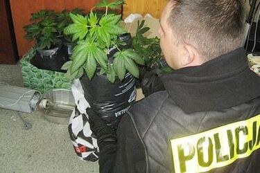 Mieli ponad 100 krzaków marihuany. Małżeństwo stanie przed sądem