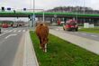 Koń pasący się w centrum Białegostoku. Nietypowa interwencja straży miejskiej
