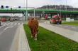 Koń pasący się w centrum Białegostoku. Nietypowa interwencja straży miejskiej