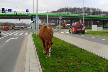 Koń pasący się w centrum Białegostoku. Nietypowa interwencja straży miejskiej