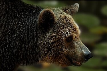 Akcent ZOO. Powstaną kolejne obiekty, będzie remont wybiegu niedźwiedzi