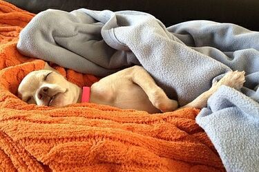 Przedzimowa pomoc zwierzętom. Białostockie schronisko otrzymało koce i ręczniki