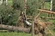 Huragan Ksawery zniszczył kilka lasów