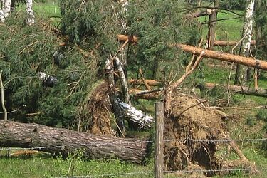 Huragan Ksawery zniszczył kilka lasów