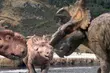 Takich dinozaurów jeszcze nie widzieliście. Mamy bilety na premierowy film [WIDEO]