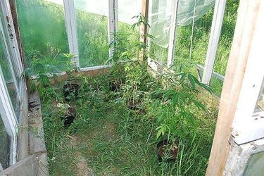 Marihuana na bóle stawów. Pomysłowy student z zarzutami