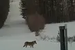 Niezwykli goście złapani na zielonej granicy