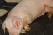 Afrykański pomór świń. W Podlaskiem wykryto pierwszy przypadek groźnego wirusa