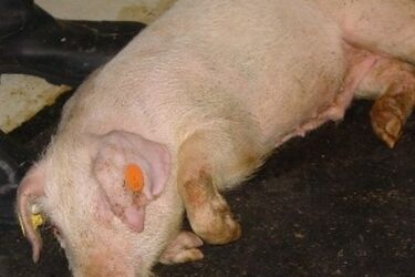 Afrykański pomór świń. W Podlaskiem wykryto pierwszy przypadek groźnego wirusa