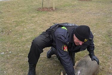 Sarna biegała w Parku Centralnym. Zwierzę złapali strażnicy miejscy