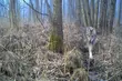 Jak wilki pokonują wodę? Powstał unikalny film [WIDEO]