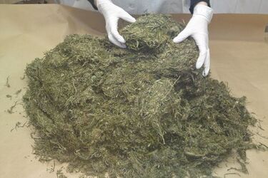 Ponad kilogram marihuany w domu. 39-latek zatrzymany