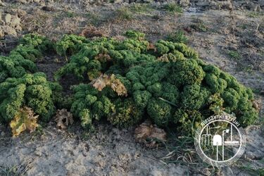 Bezpłatna dzierżawa terenów zielonych. Można uprawiać warzywa i kwiaty