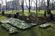Bratki, tulipany, krokusy. W mieście zostanie posadzonych ok. 100 tys. kwiatów