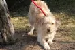 Schronisko zachęca do adopcji psów. Opiekunowie dostaną rabaty w sklepach