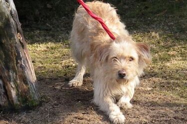 Schronisko zachęca do adopcji psów. Opiekunowie dostaną rabaty w sklepach