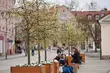 Na Rynku Kościuszki posadzono jabłonki