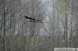 Na Podlasiu udało się sfotografować rzadki gatunek ptaka