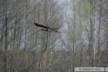 Na Podlasiu udało się sfotografować rzadki gatunek ptaka