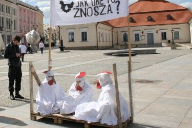 Jak one to znoszą. Happening na Rynku Kościuszki [ZDJĘCIA]