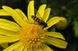 Wiosenne targi w Szepietowie